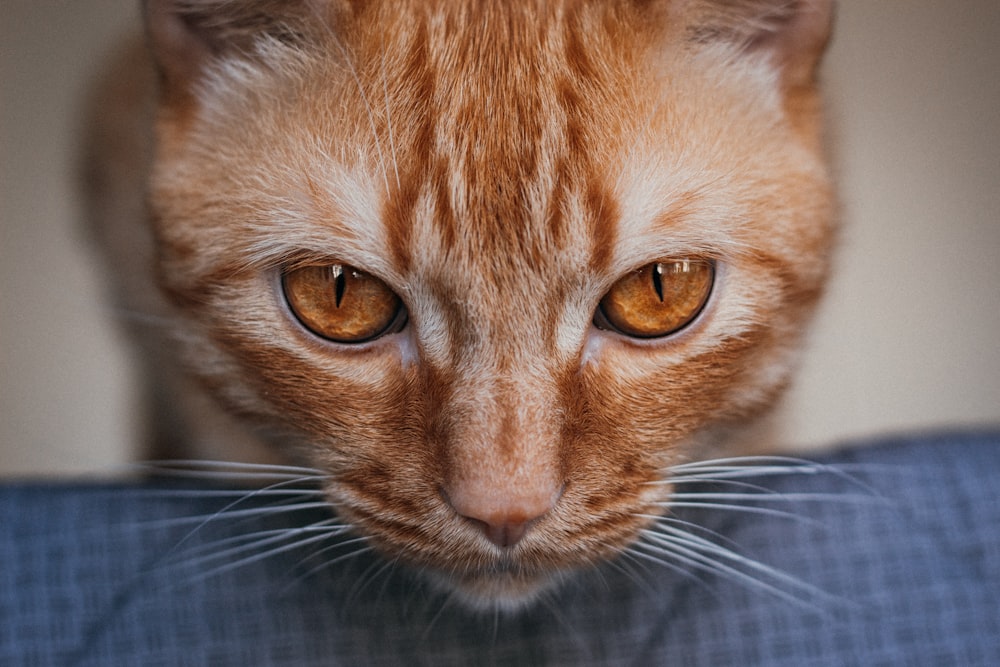 orange tabby cat lying on blue and white plaid textile