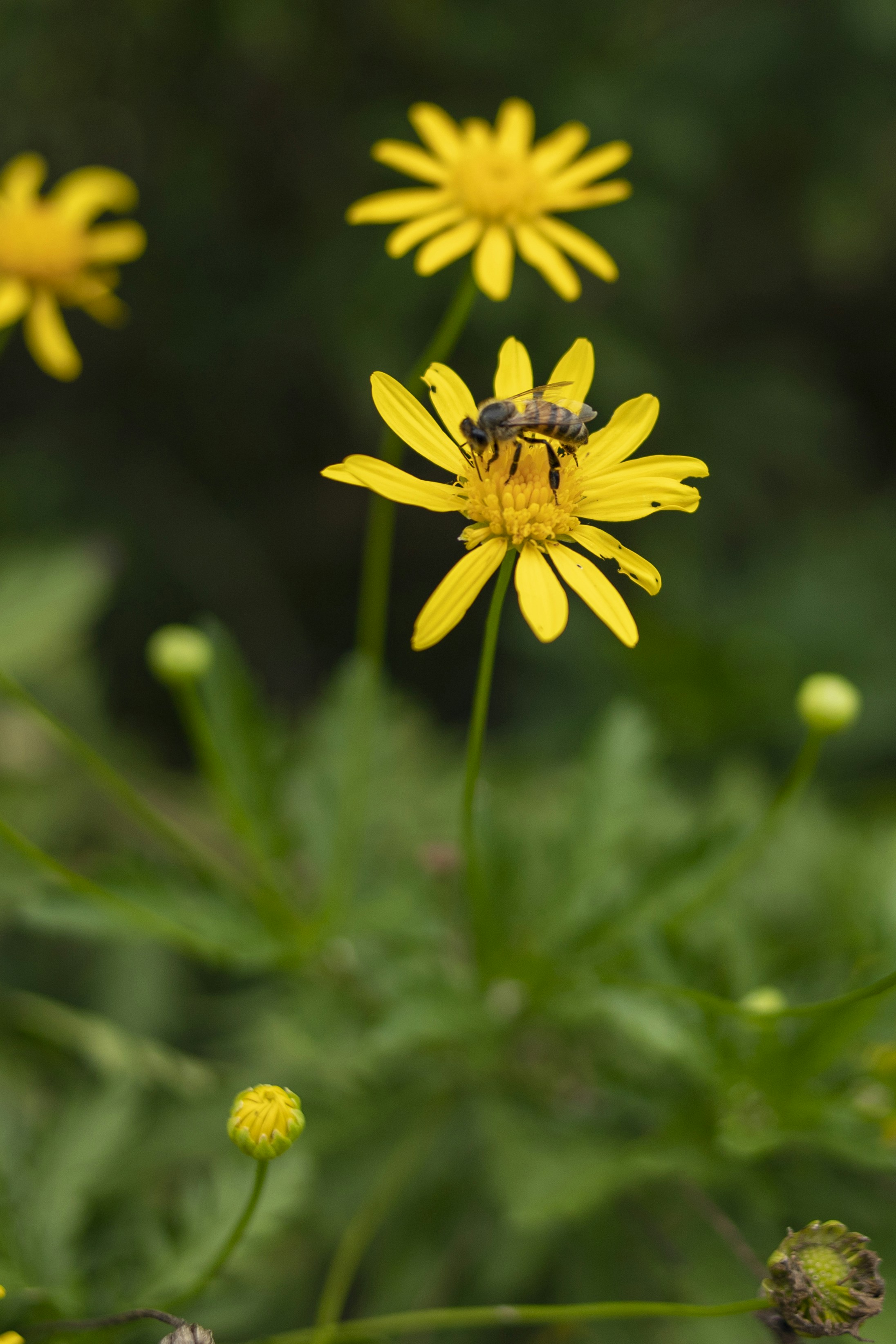 a bee is sitting on a yellow flower