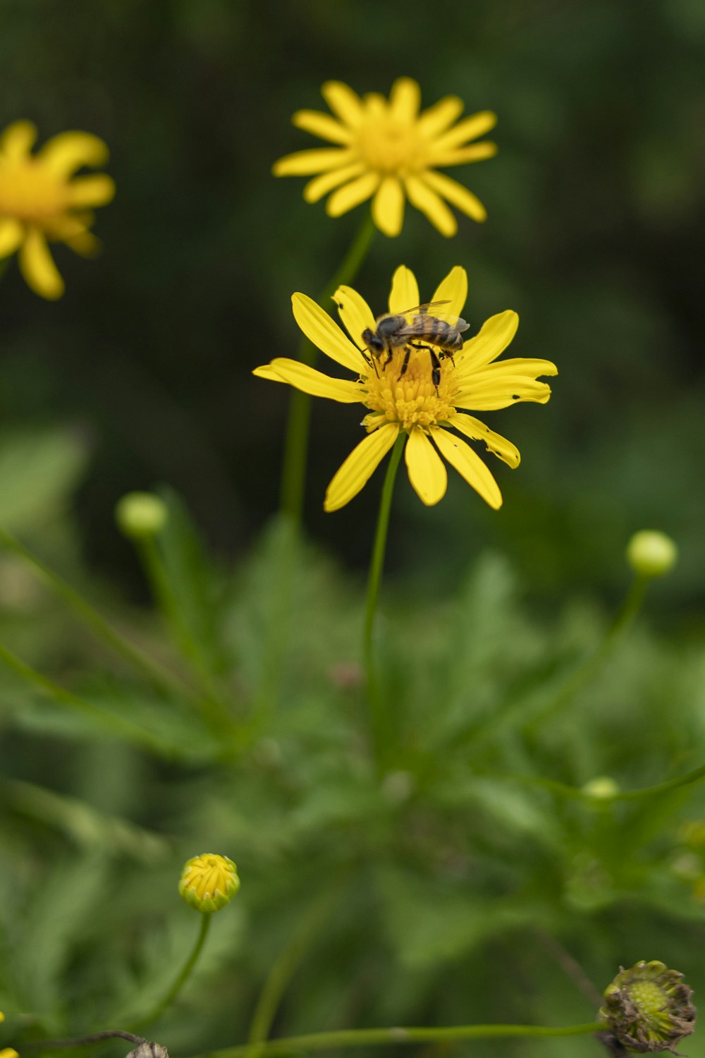 a bee is sitting on a yellow flower