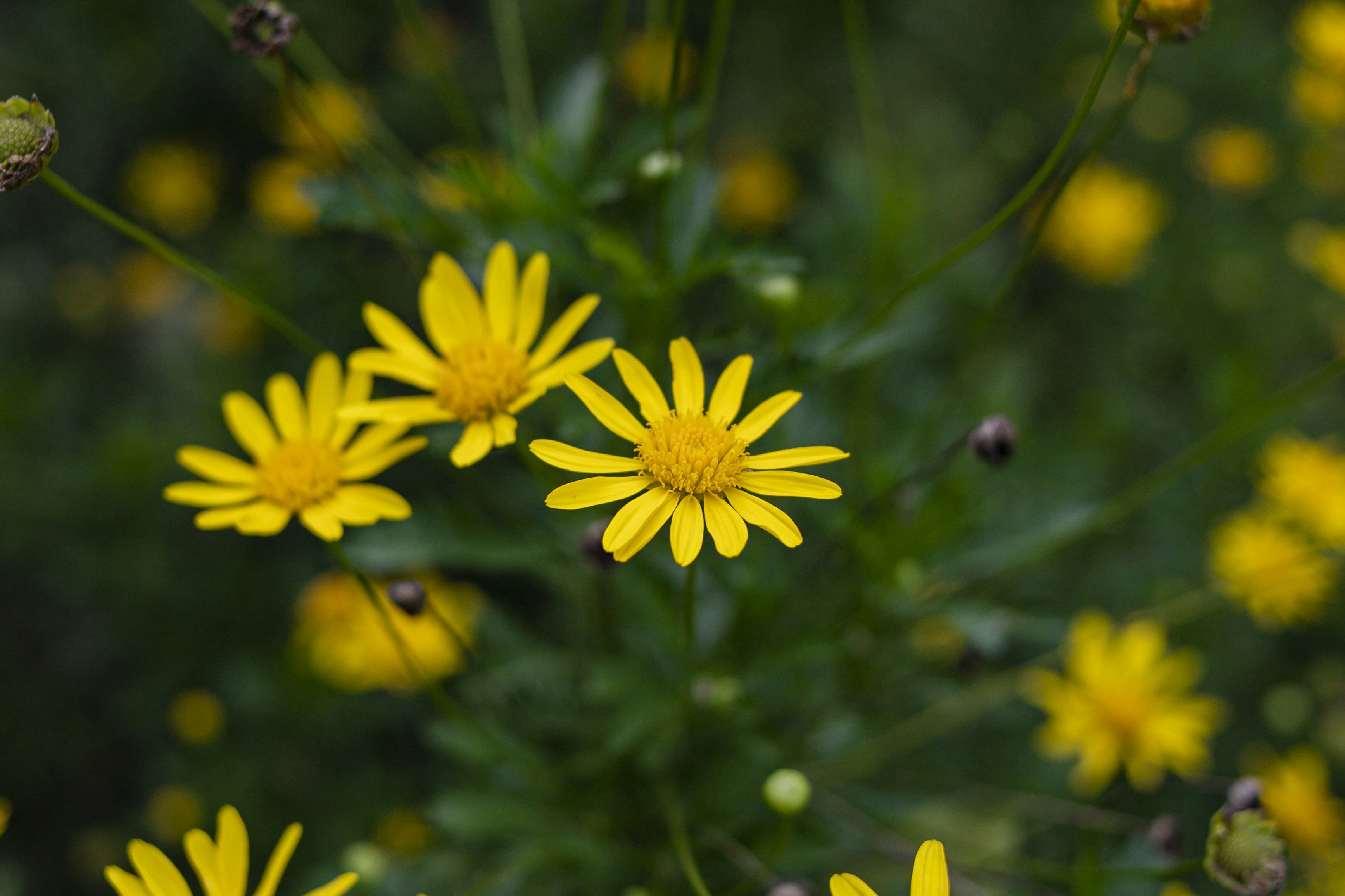 Photo by maxicorrado