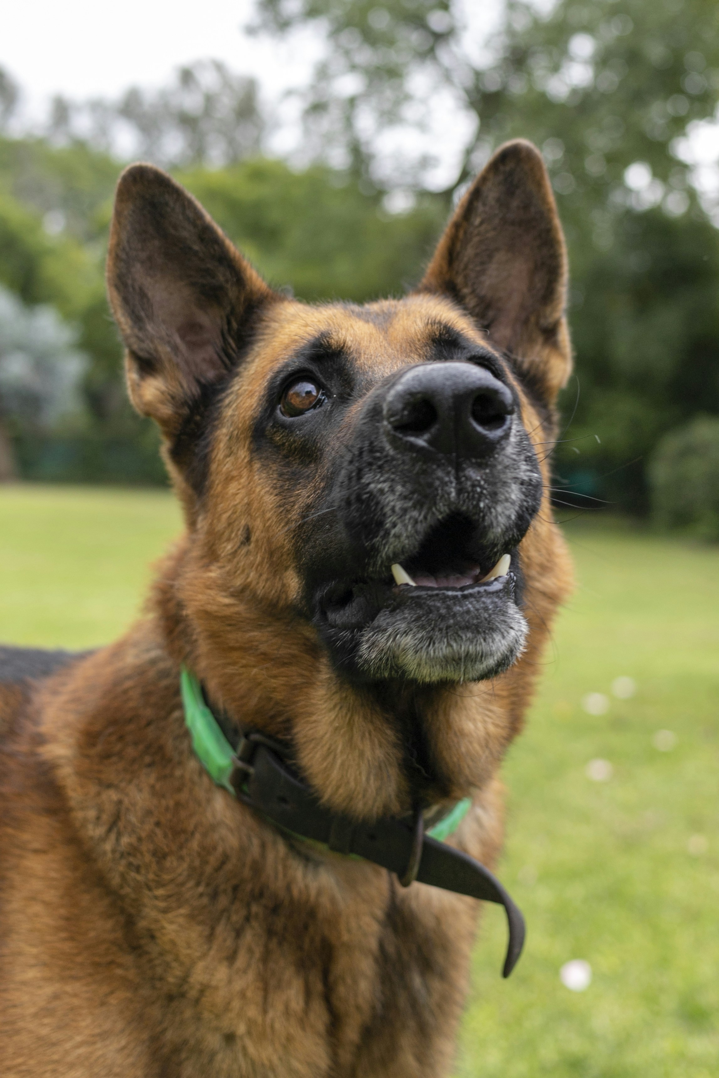 a close up of a dog in a field
