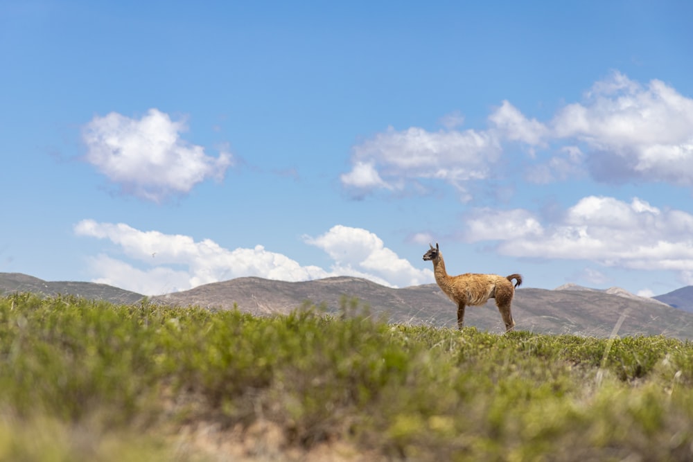 a llama standing in a field with mountains in the background