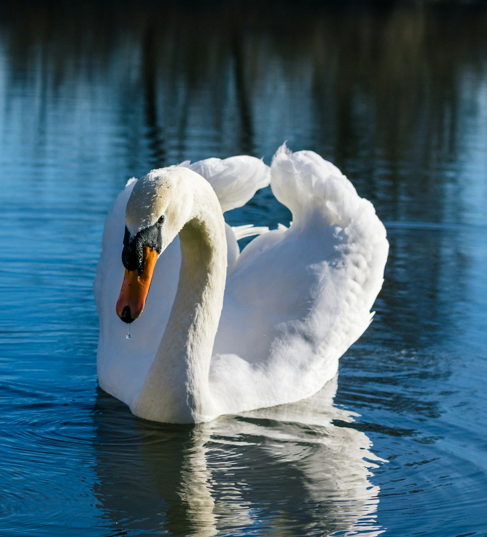 white swan on water during daytime