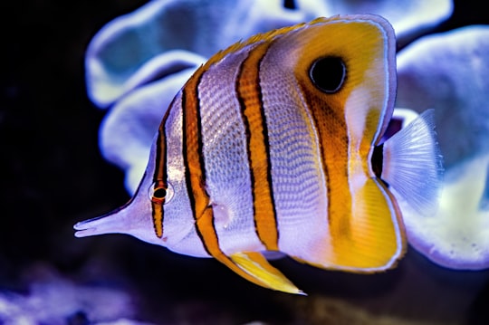 yellow and black striped fish in Cairns Aquarium Australia