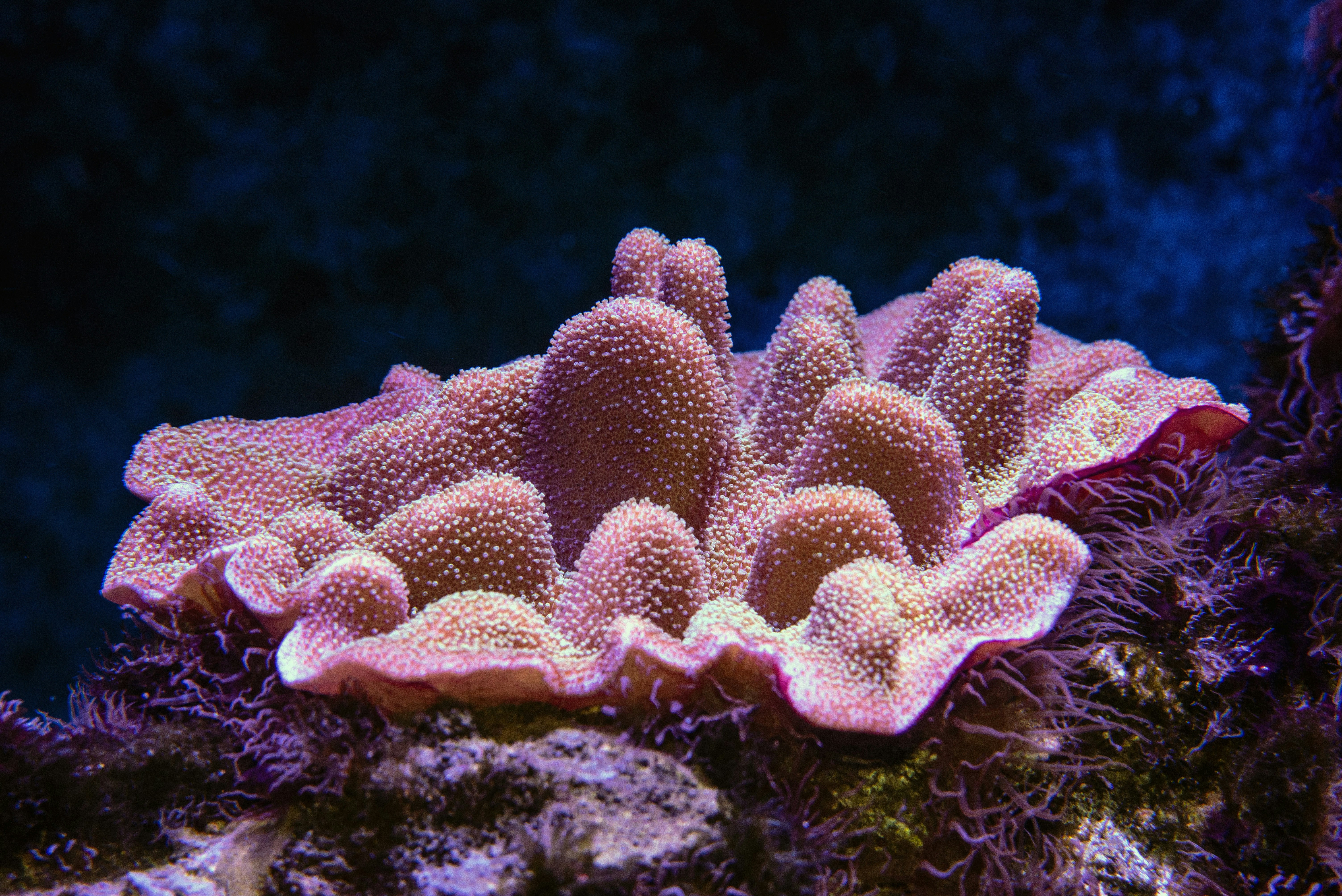 A pretty pink coral at the Cairns Aquarium.