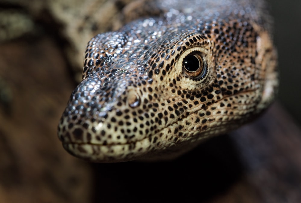 serpent brun et noir en gros plan