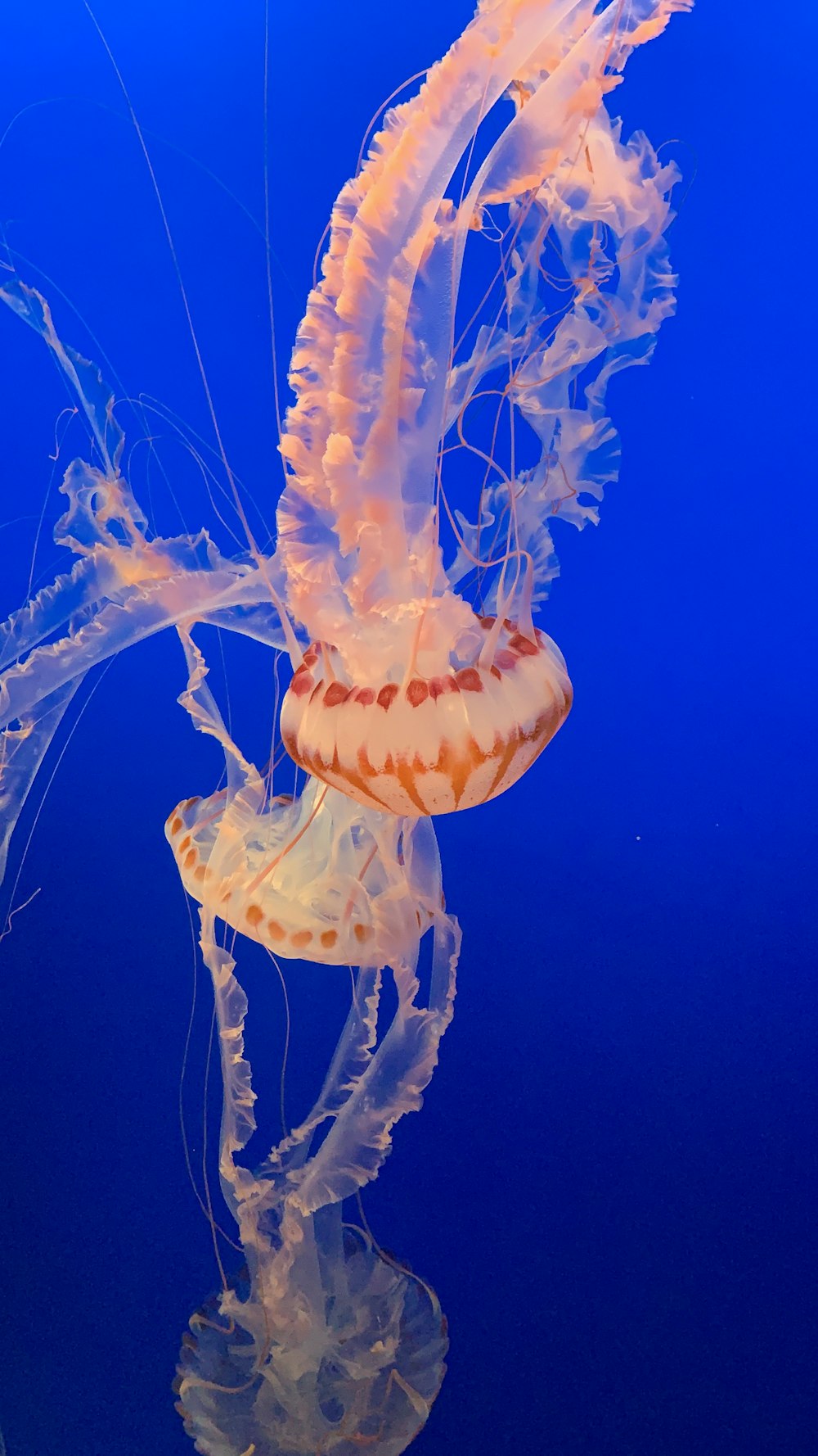 Meduse blu e bianche nell'acqua