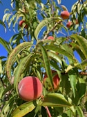Children joyfully picking peaches under a clear blue sky.