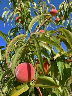 Family picking peaches together under a clear blue sky, laughter and joy visible.