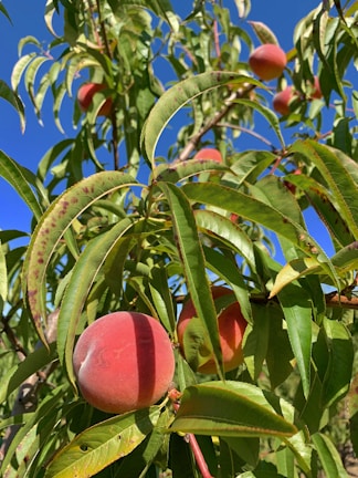Children joyfully picking peaches under a clear blue sky.