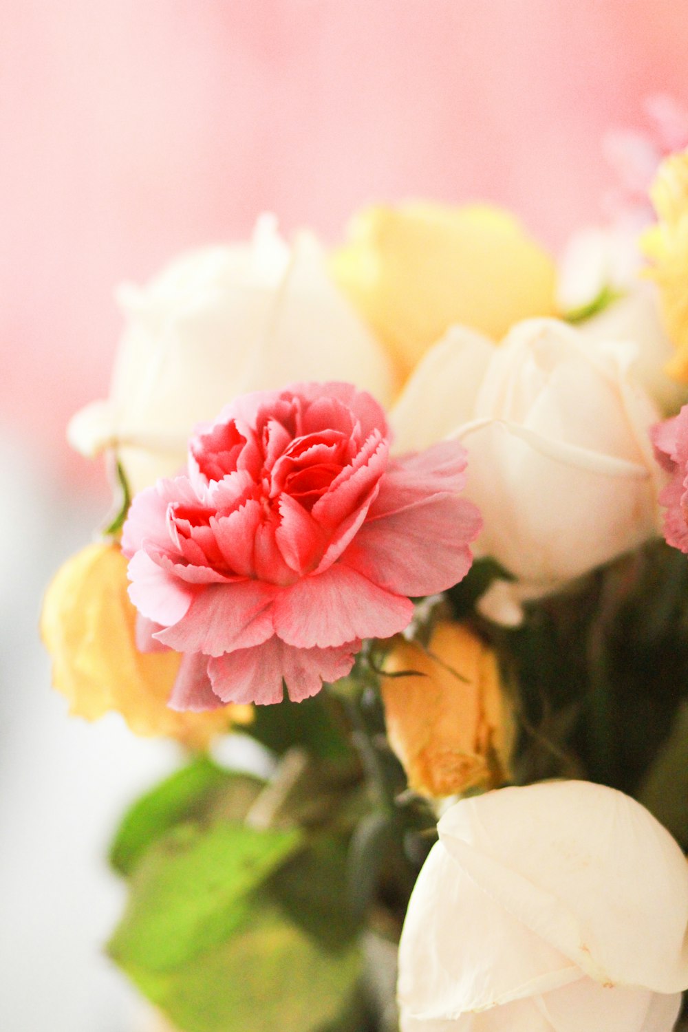 pink and yellow flower in close up photography