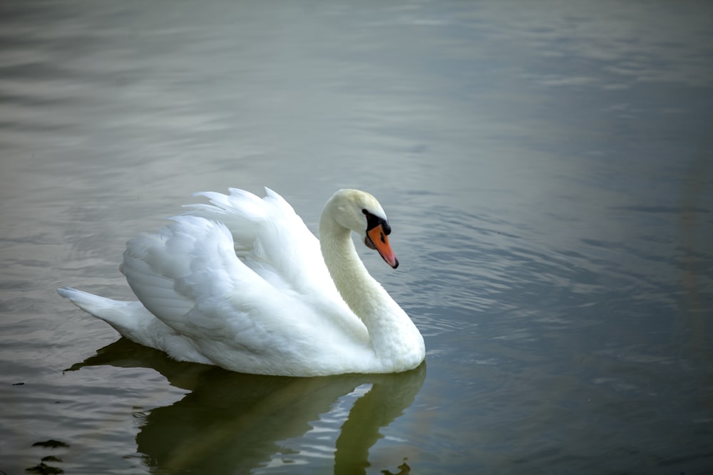 white swan on water during daytime