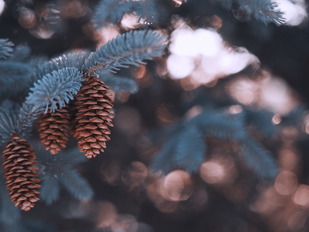 green pine tree leaves in tilt shift lens