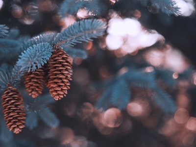 green pine tree leaves in tilt shift lens pinecone zoom background