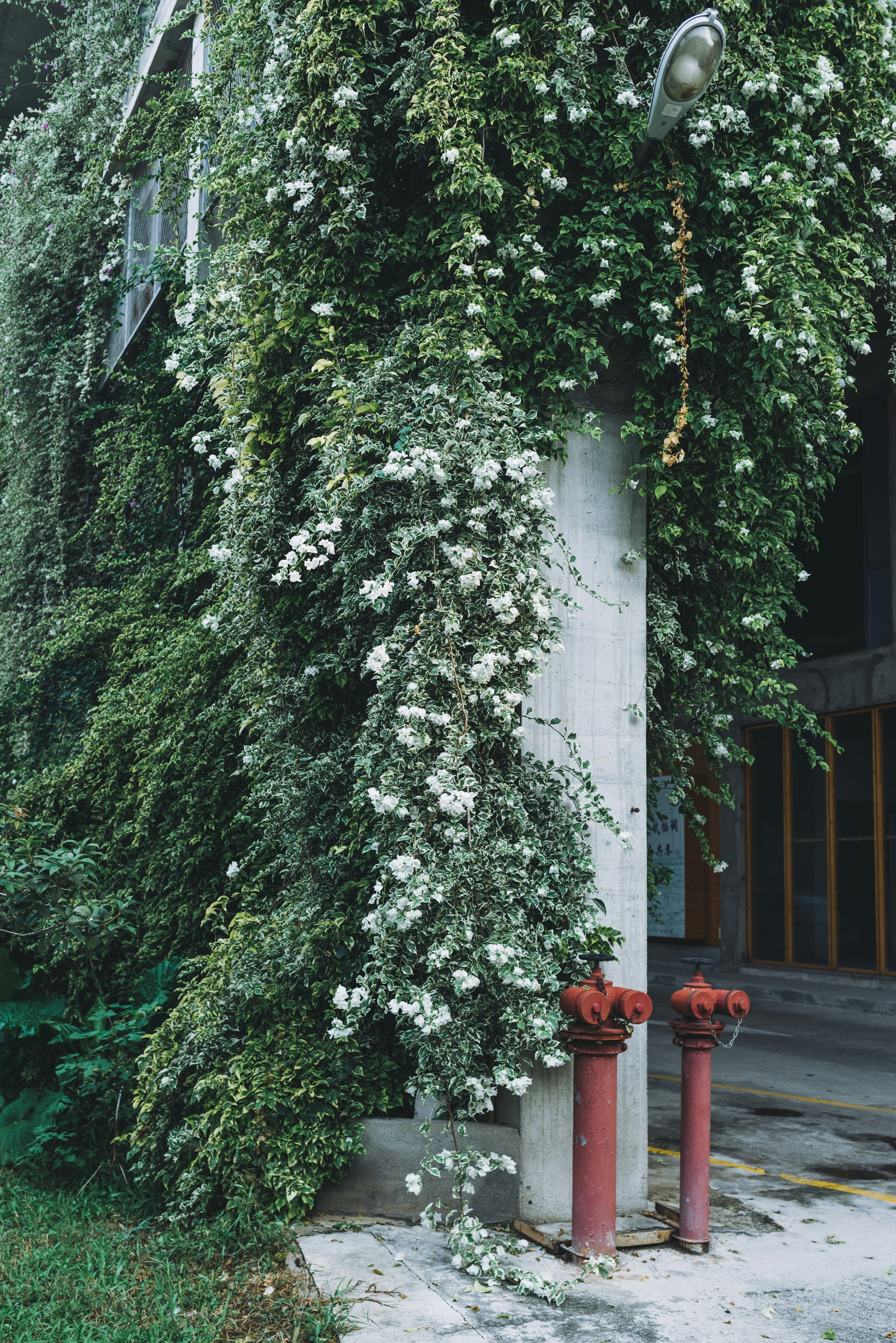 wedding greenery wallpaper, wallpaper, Eco-Friendly Wedding: Planning a Sustainable Celebration 6