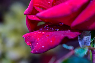 Close-up of a vibrant red rose with dew drops highlighting its delicate petals.