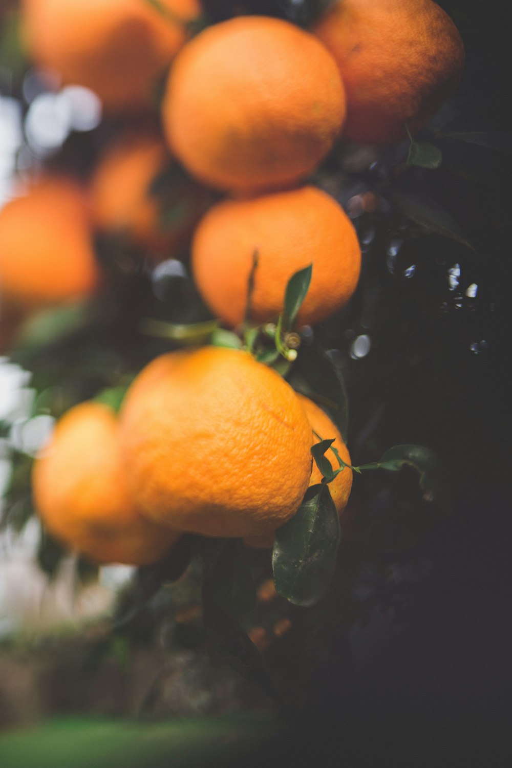 orange fruits on tree branch