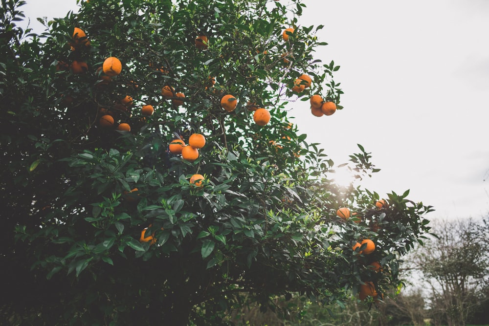 orange fruit tree during daytime