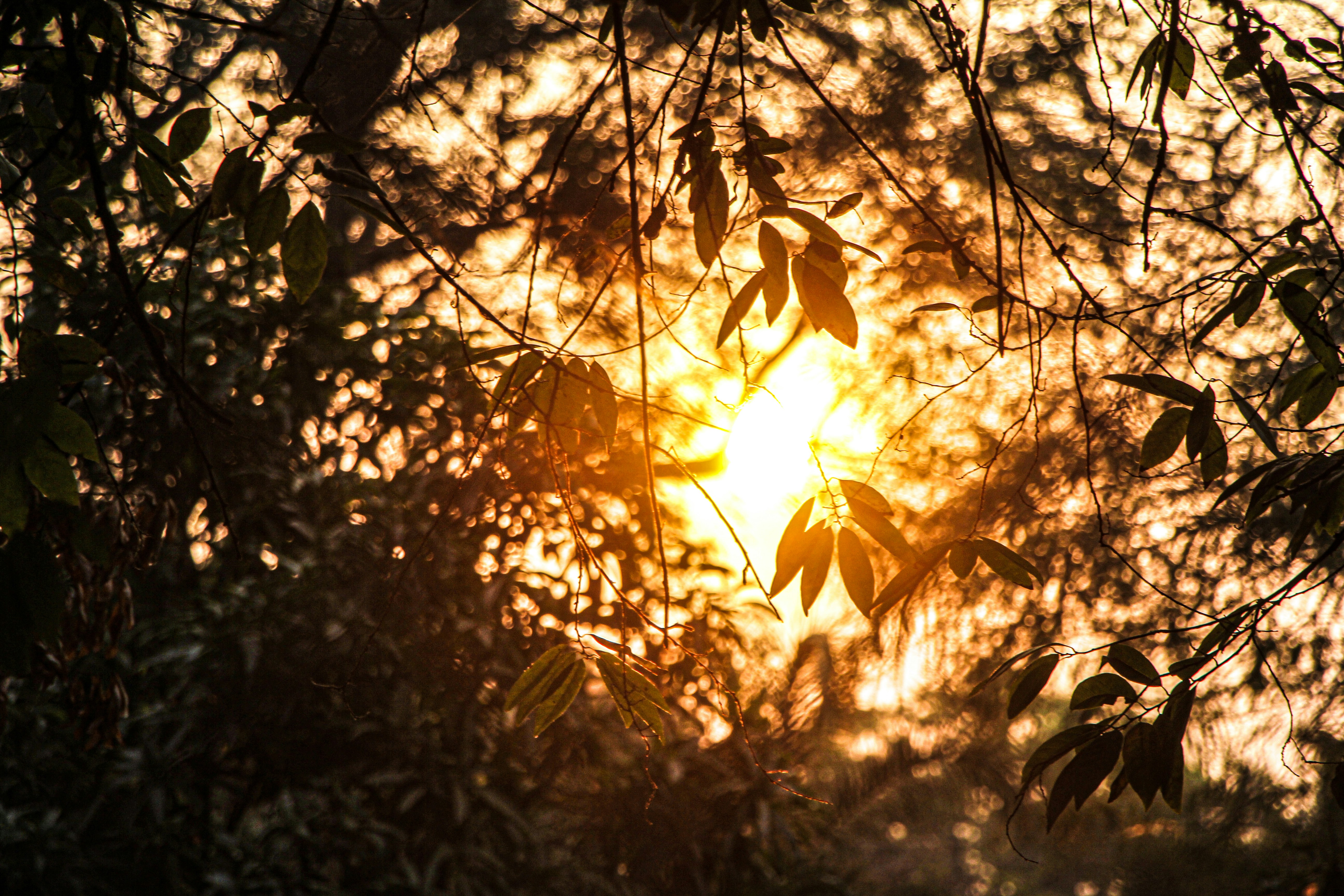 Photo by nikhilkoli_