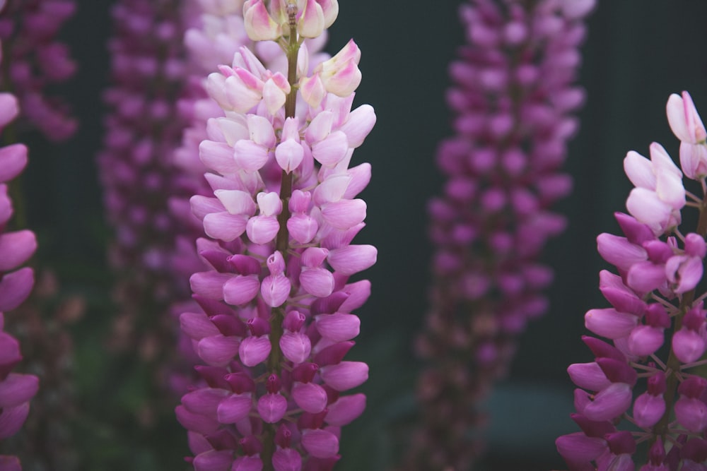 クローズアップ写真の紫と白の花