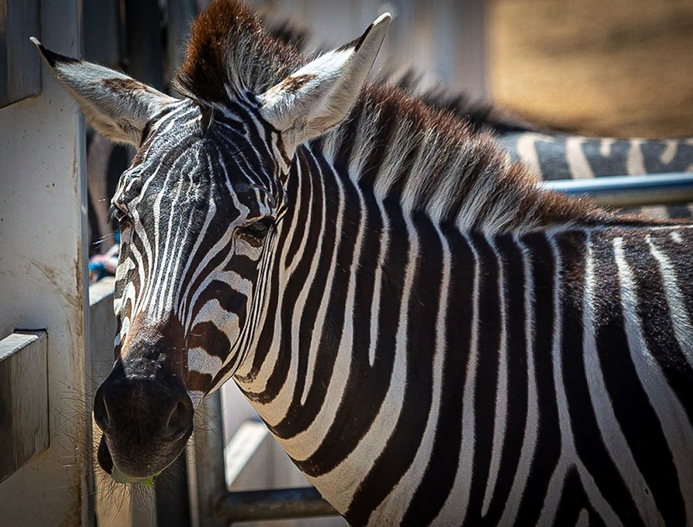 zebra standing on brown soil during daytime