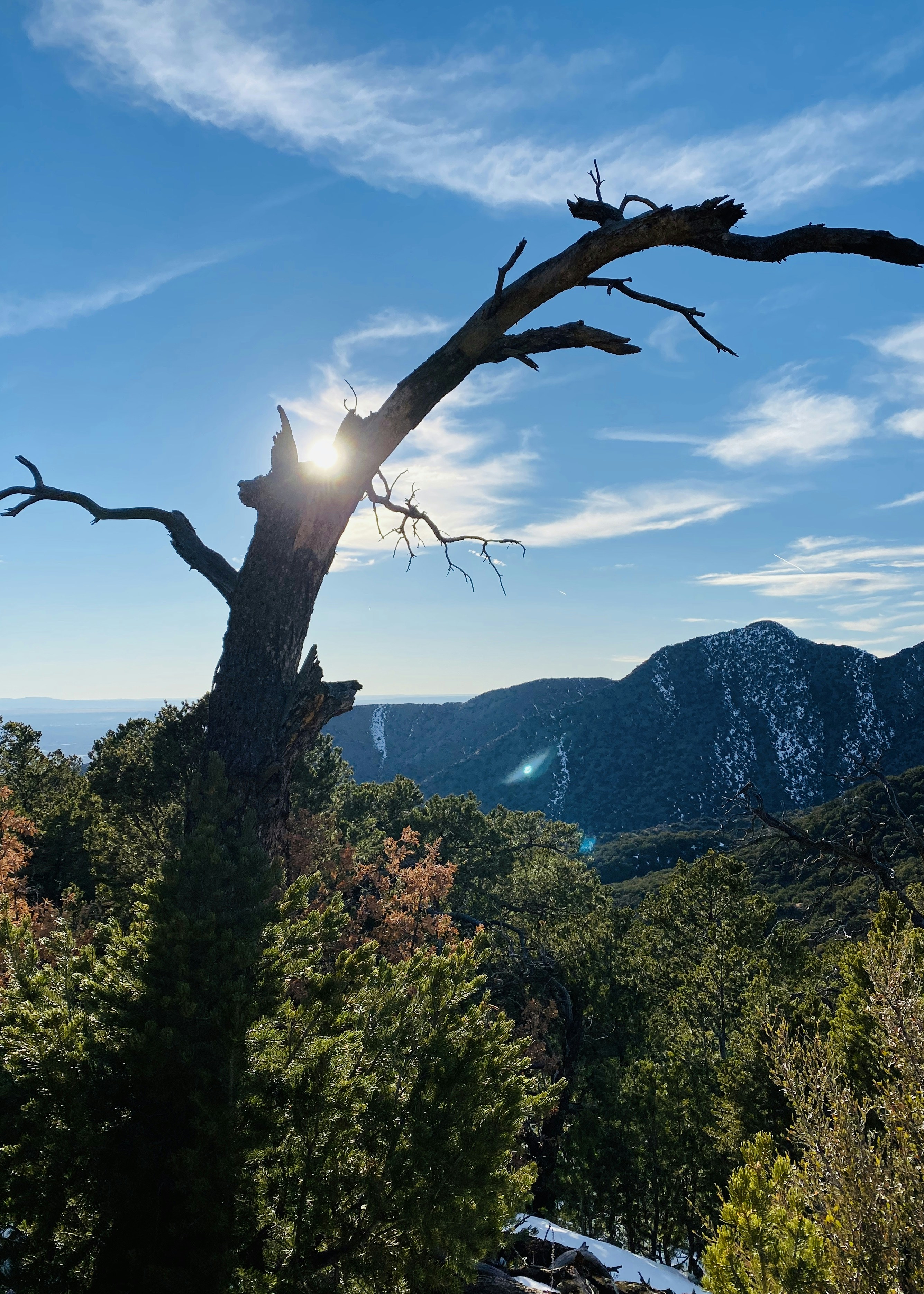 green trees on mountain under blue sky during daytime