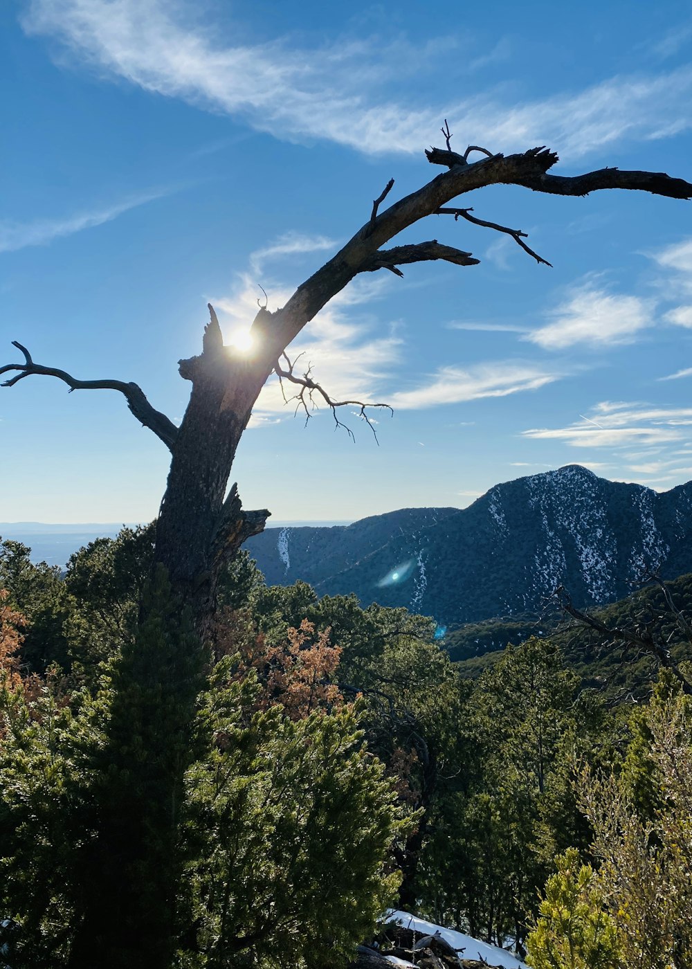 green trees on mountain under blue sky during daytime