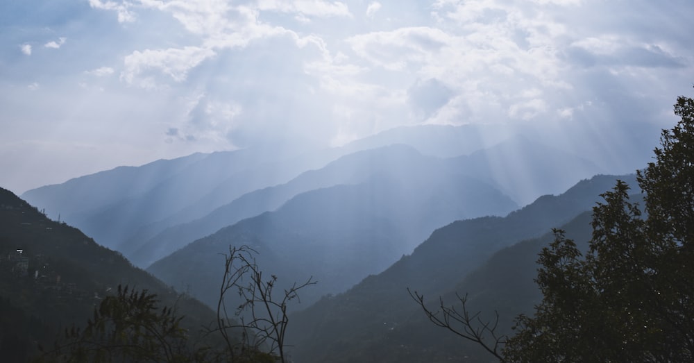 bare tree on mountain during daytime