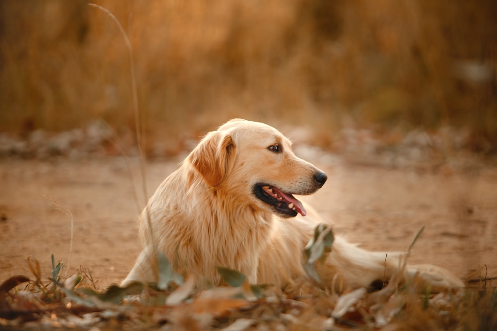 golden retriever puppy lying on ground during daytime