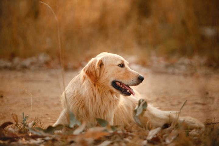 Do You Love Golden Retrievers? 