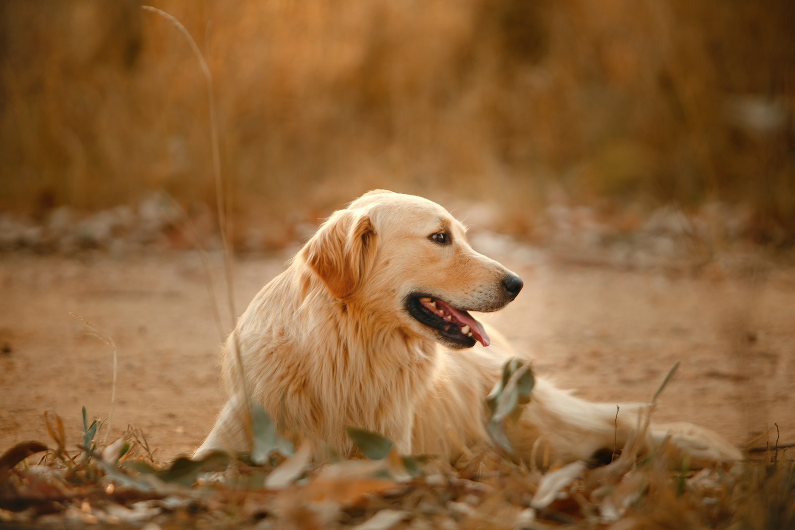 Canon EOS 6D + Canon EF 70-200mm F2.8L USM sample photo. Golden retriever puppy lying photography