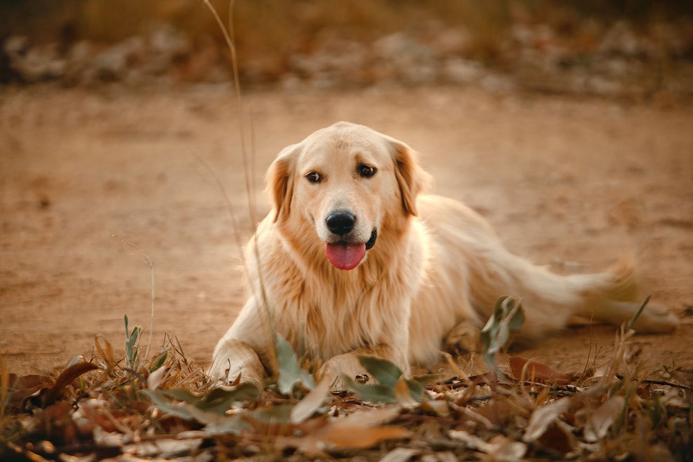 golden retriever puppy lying on brown dried leaves on ground during daytime