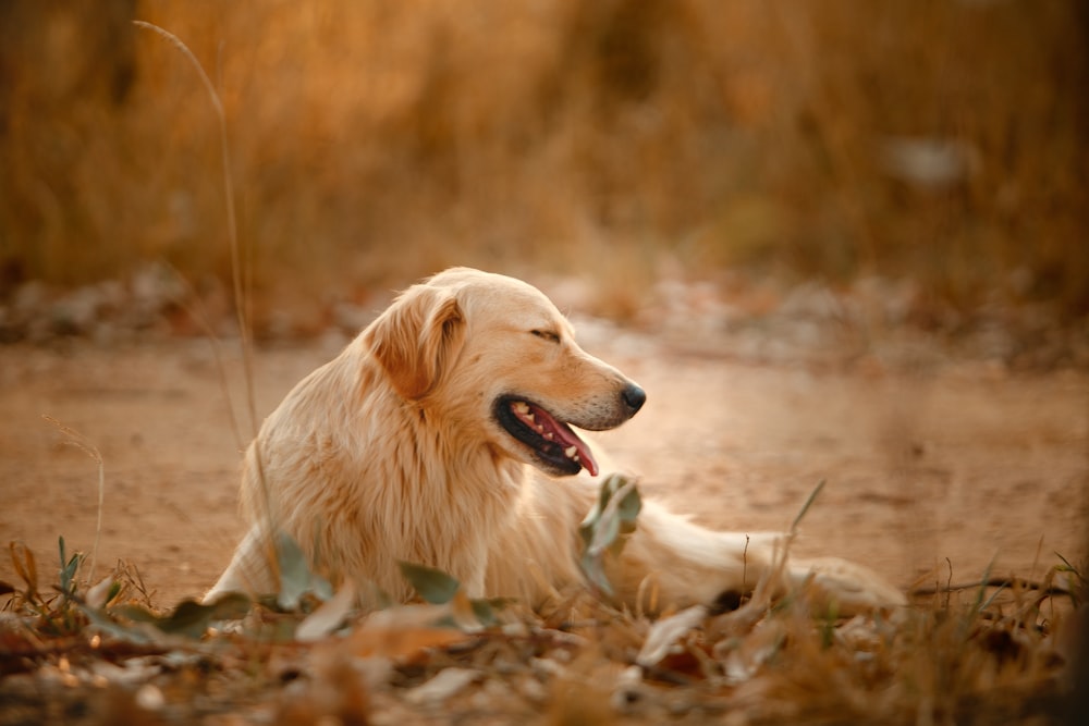 golden retriever puppy lying on brown dried leaves on ground during daytime