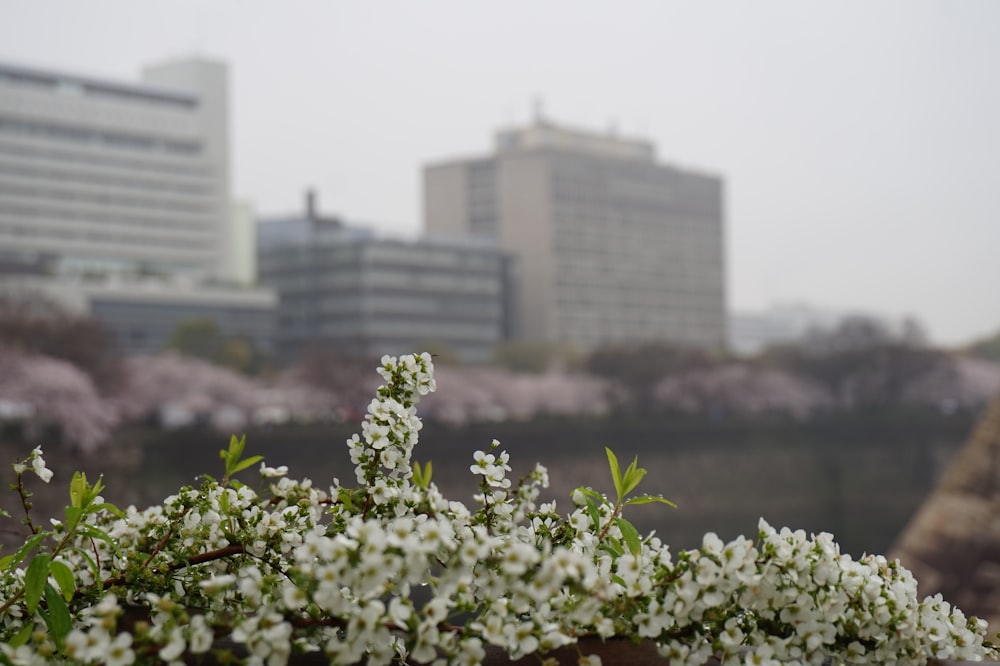 green plant with white flowers