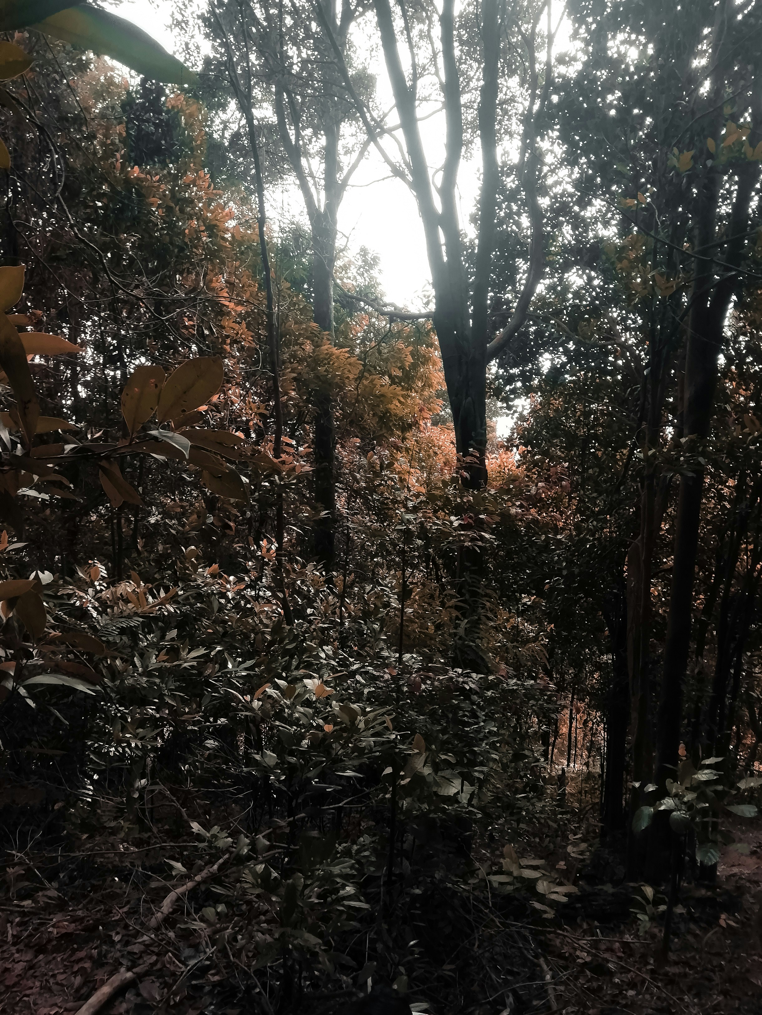 Charming Woodland Puzzle