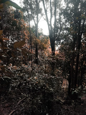 A detailed 3D scene showing a lush, realistic forest with soft purple lighting, capturing a moment of quiet storytelling.