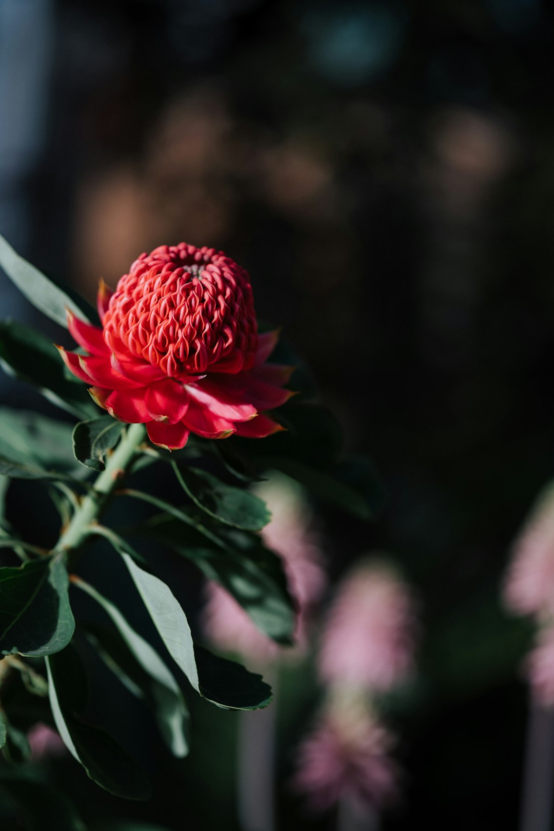 red flower in tilt shift lens