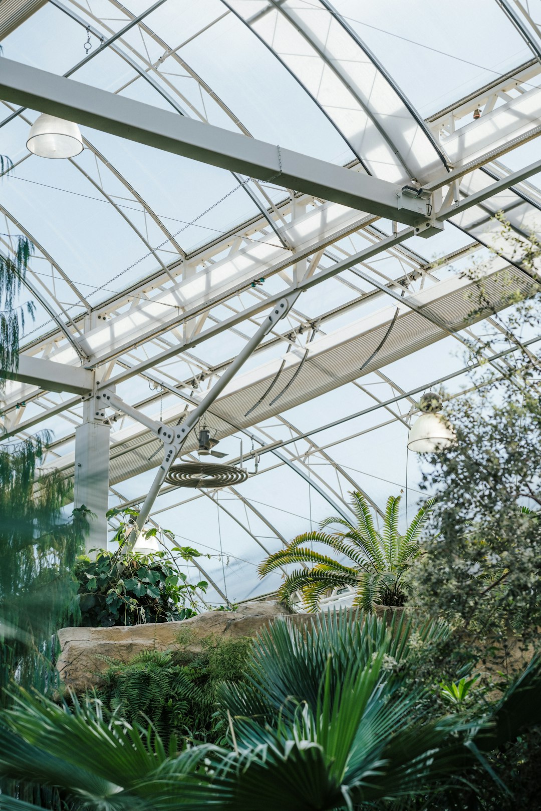 green palm plants inside greenhouse