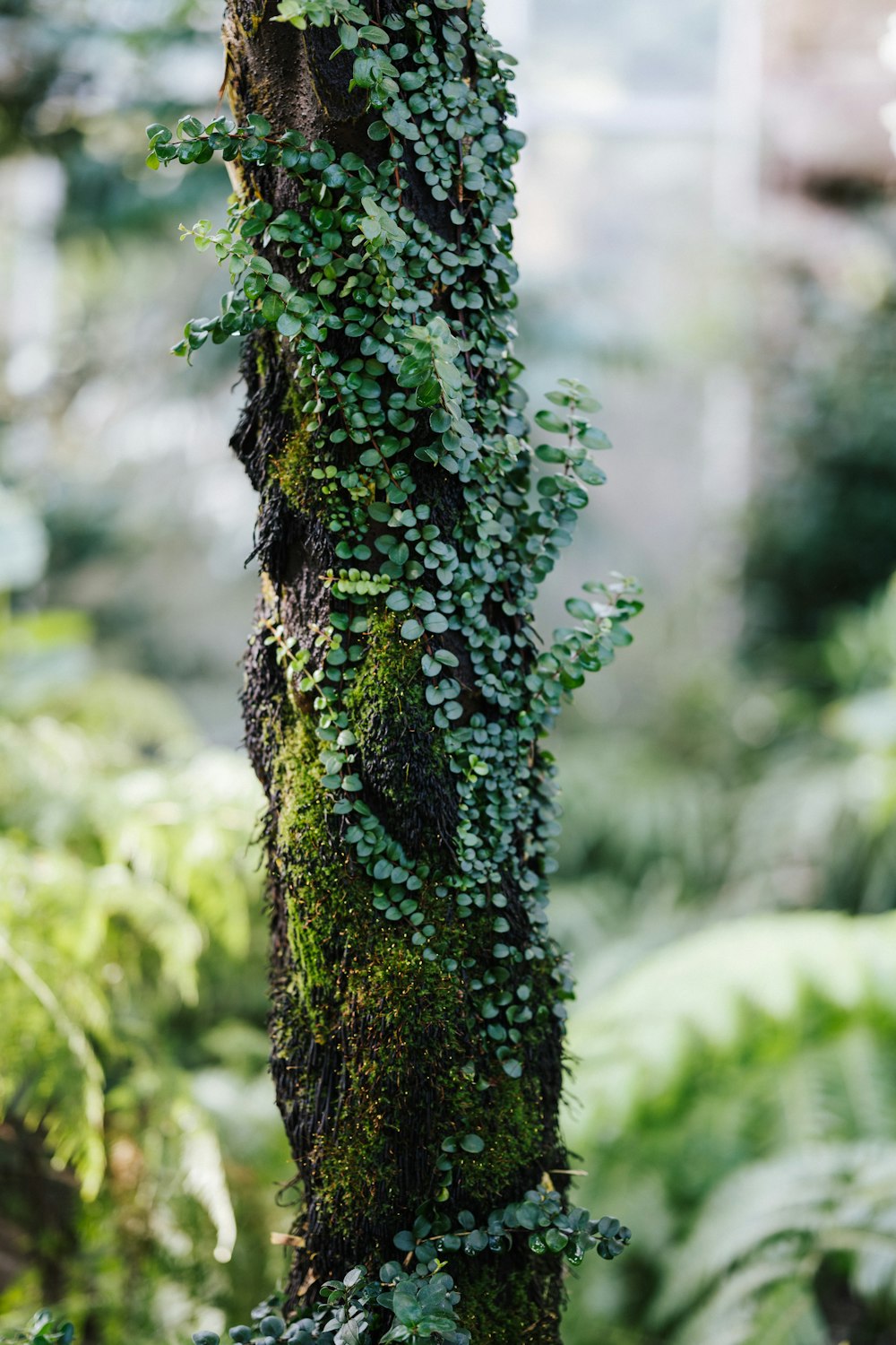 green moss on brown tree trunk