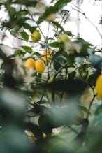 yellow fruit on green leaves during daytime