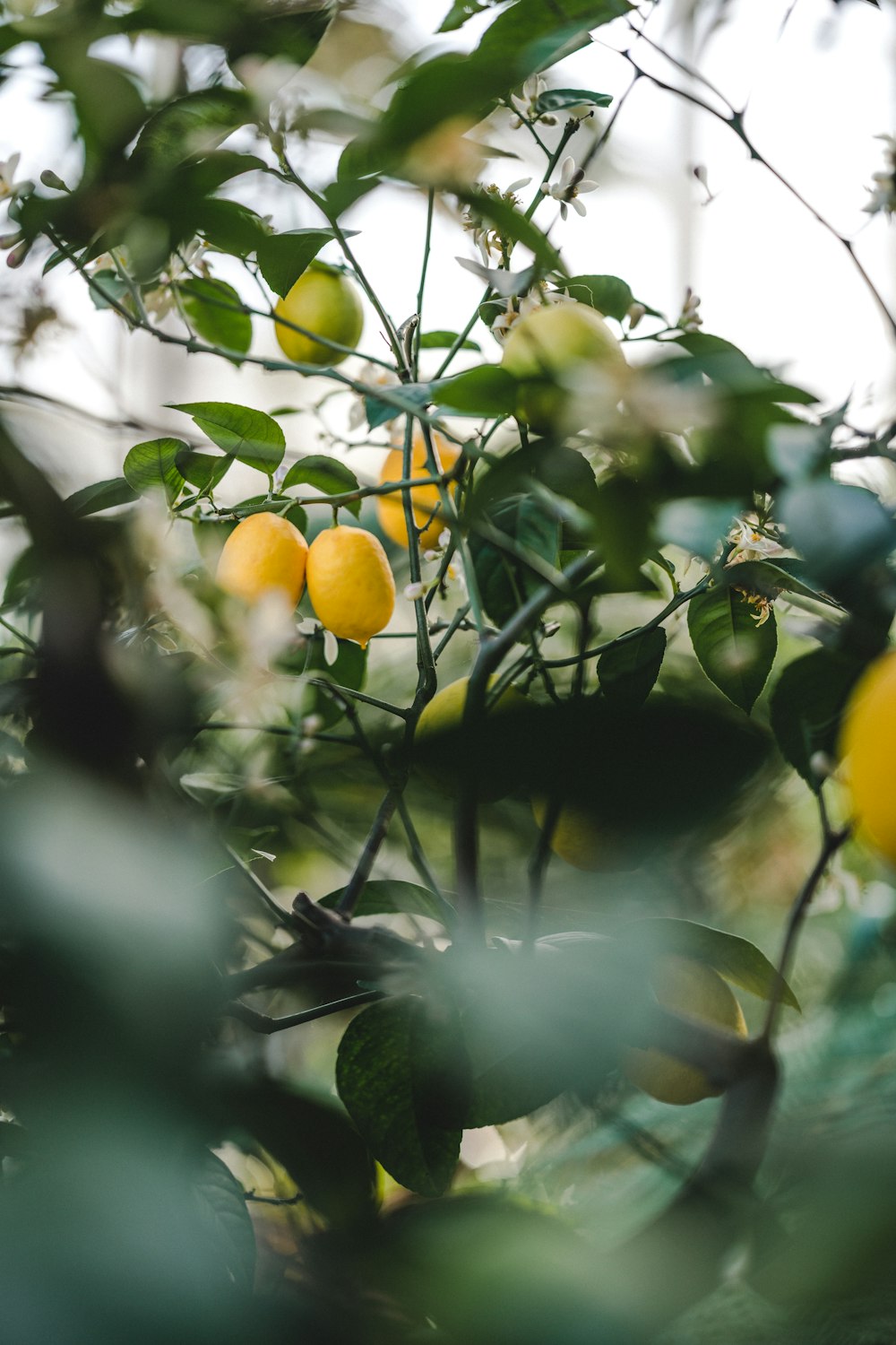 fruta amarela em folhas verdes durante o dia