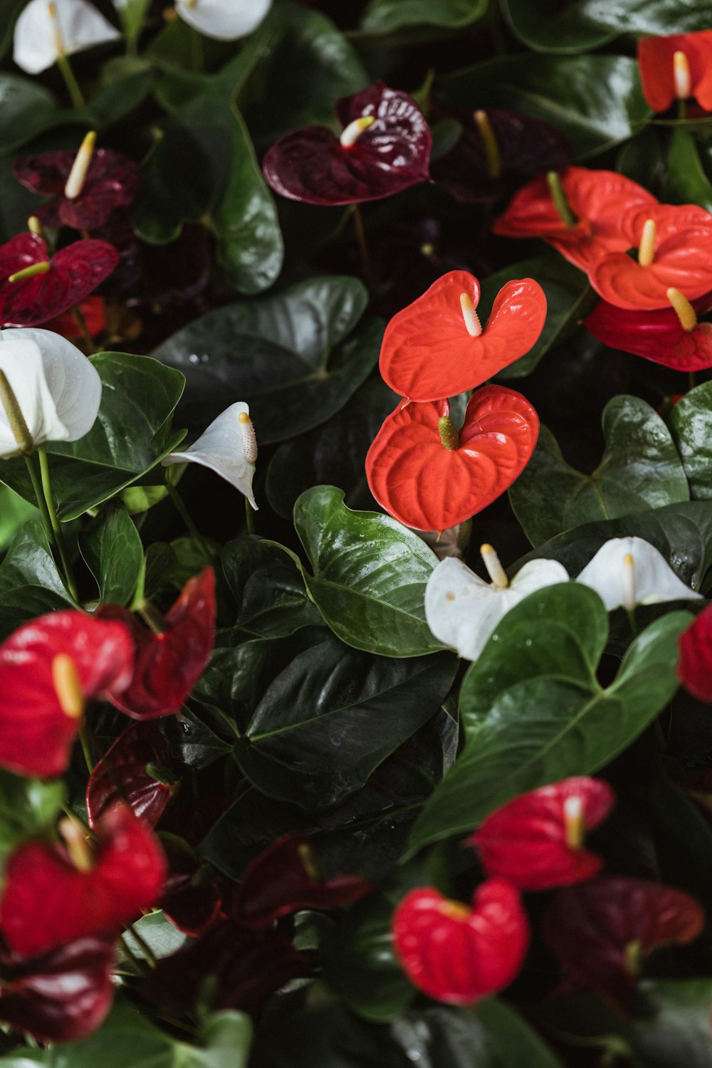 flores rojas y blancas con hojas verdes