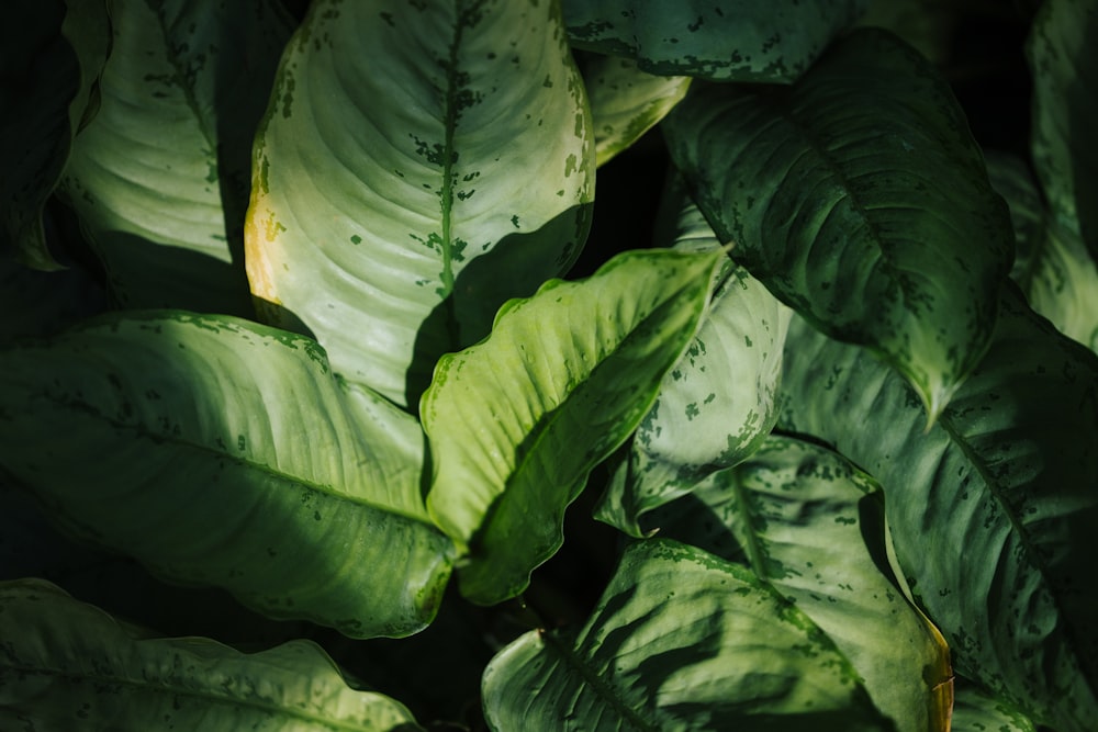 green leaves with water droplets