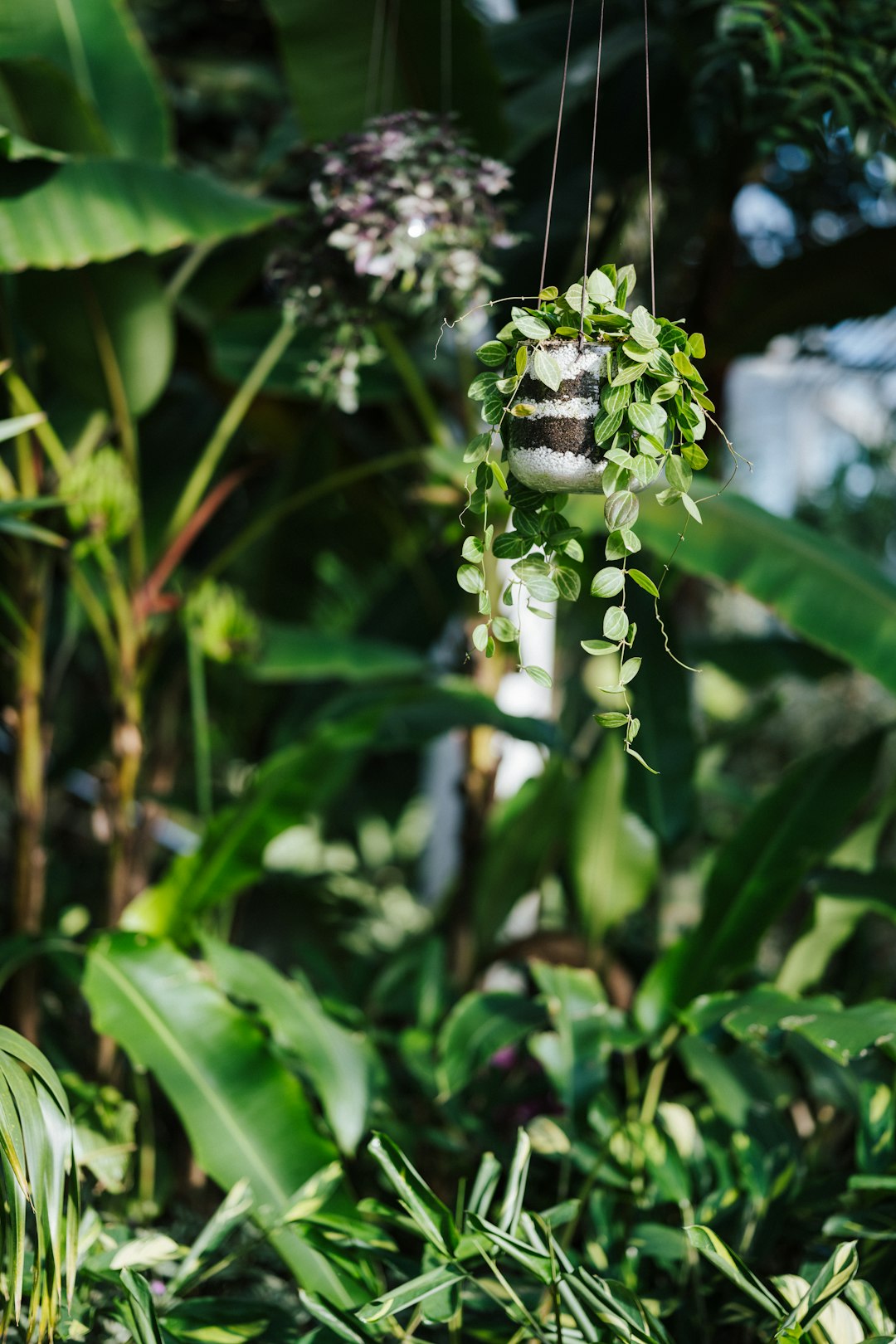 white flower with green leaves