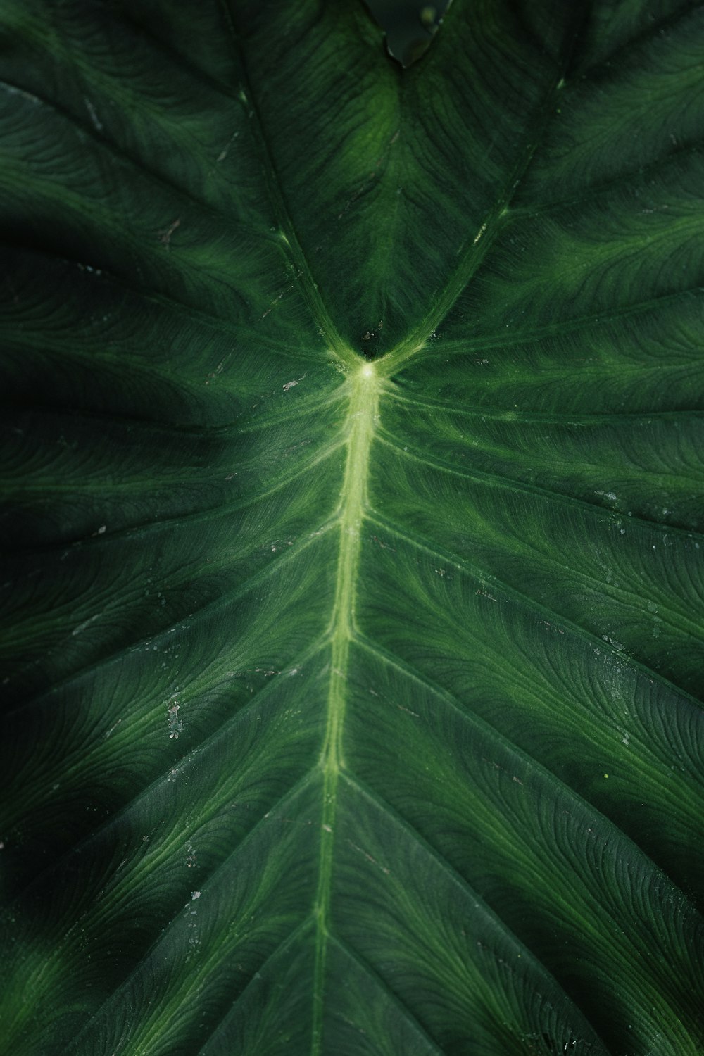 green leaves in close up photography