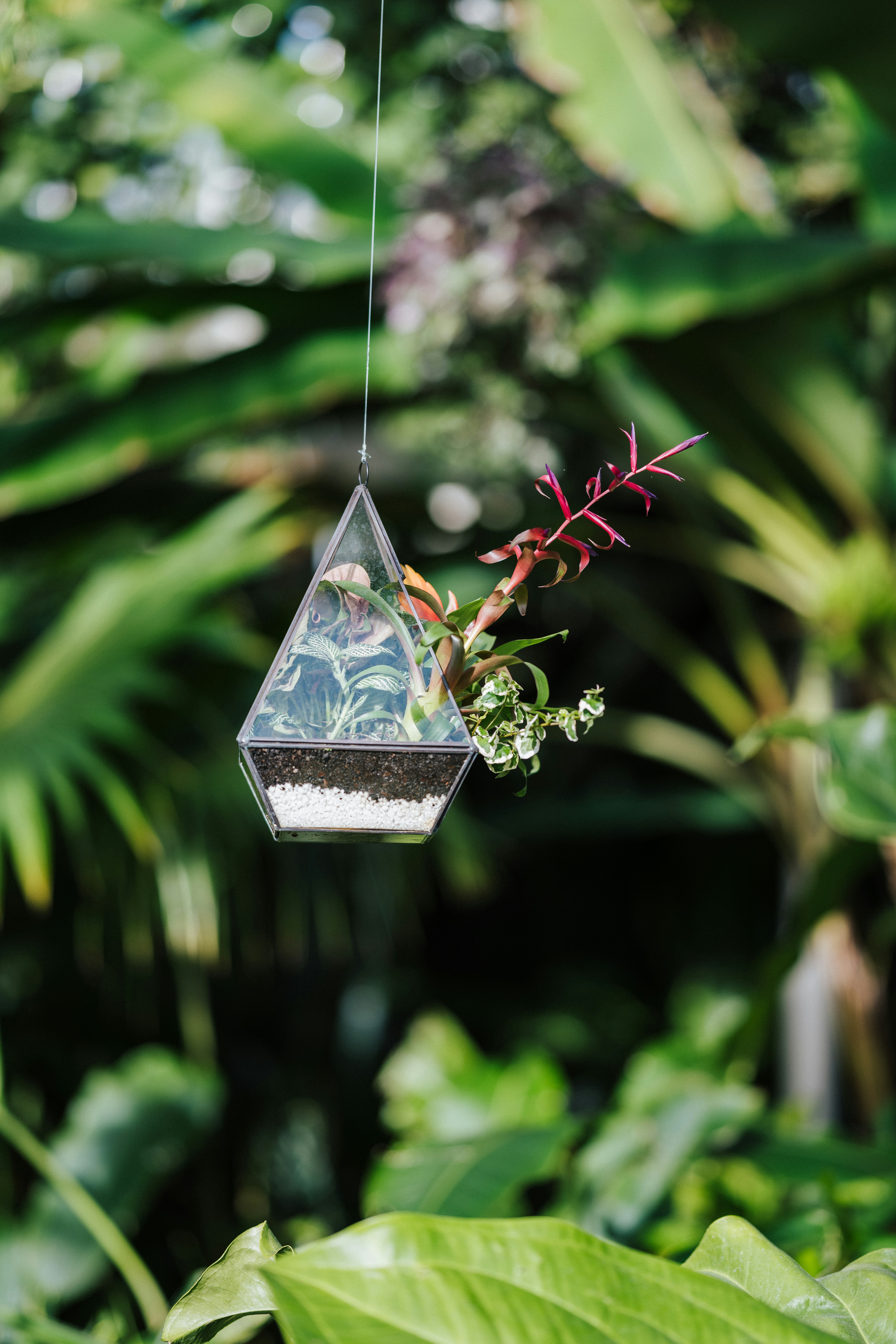 white and brown bird cage on green plant