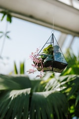 A hanging terrarium with vibrant green plants and trailing vines, bathed in natural sunlight.