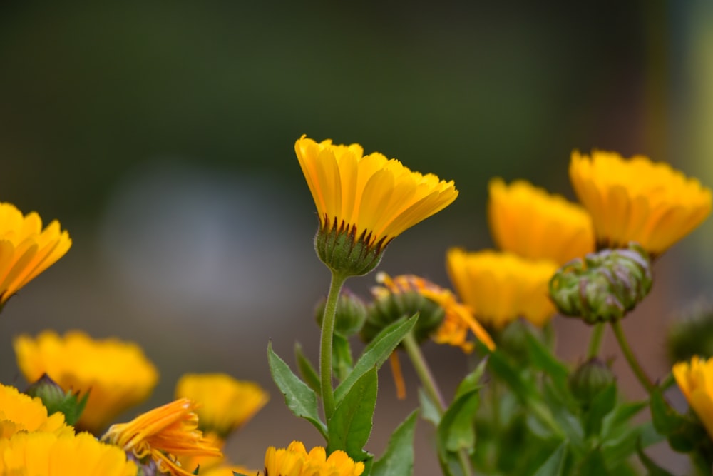 yellow flower in tilt shift lens