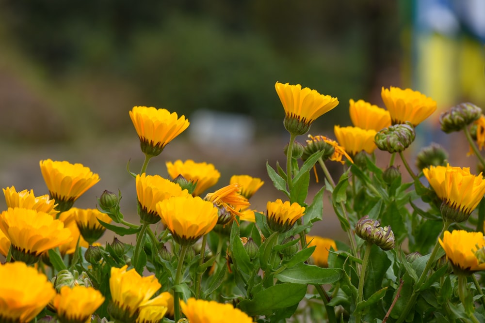 yellow flower in tilt shift lens