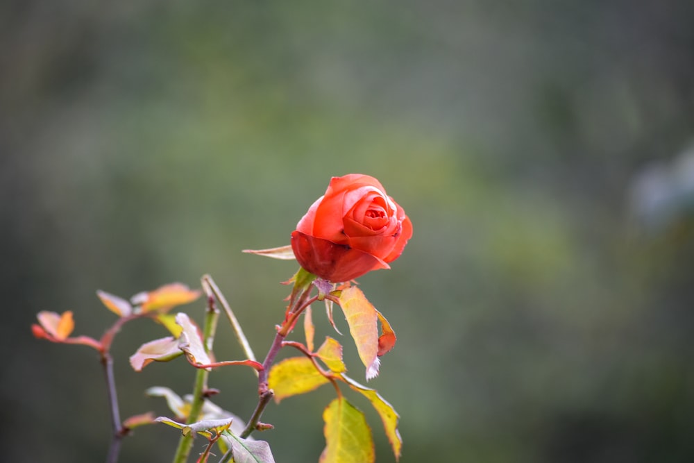 Rote Rose blüht tagsüber